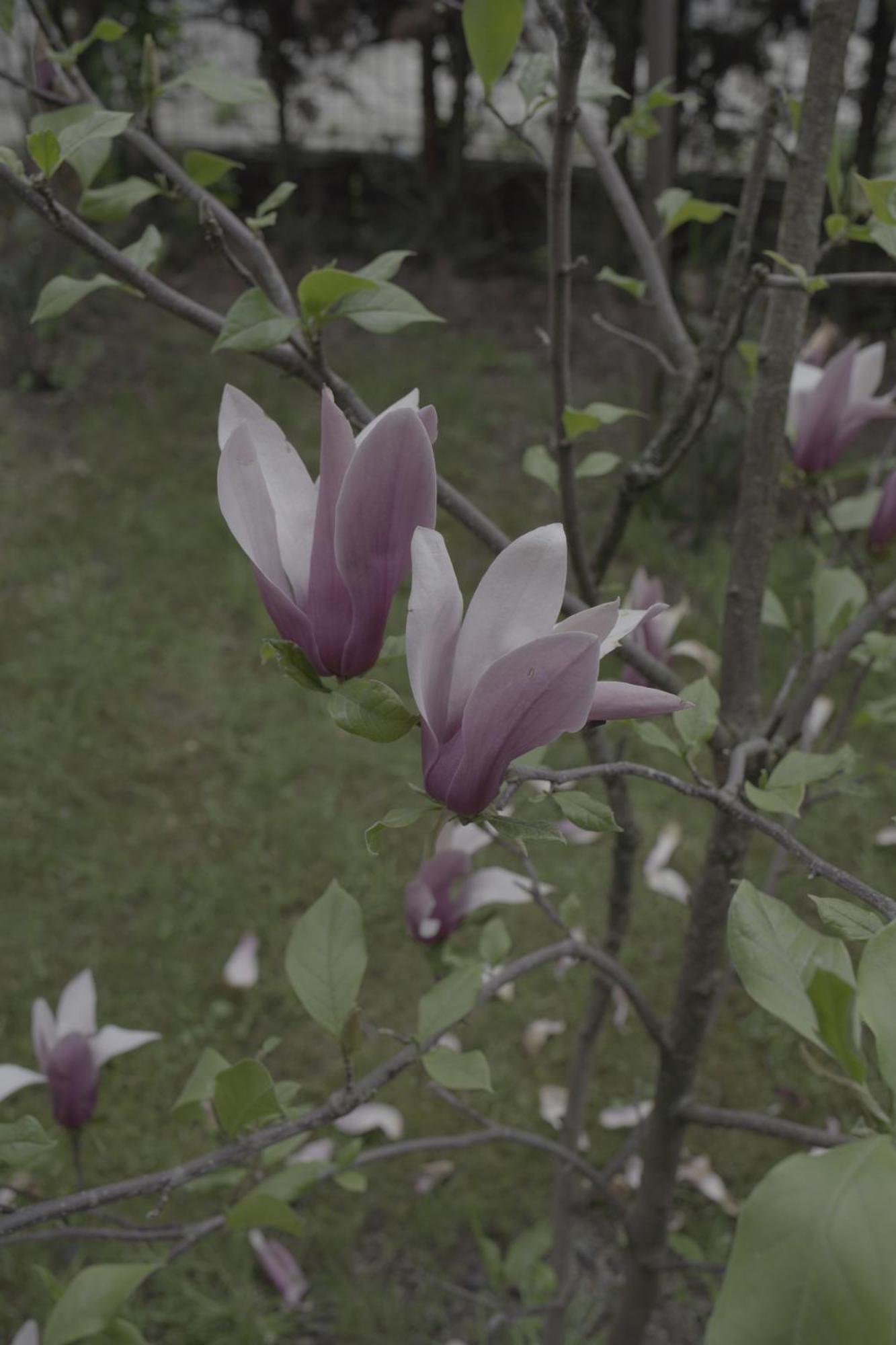 Pensiunea Magnolia Ocna Şugatag Екстериор снимка